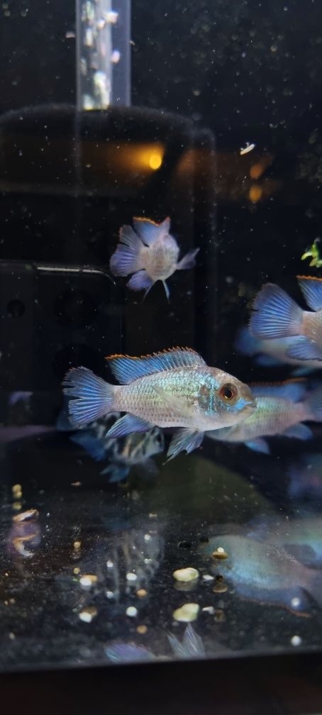 Akara electric blue