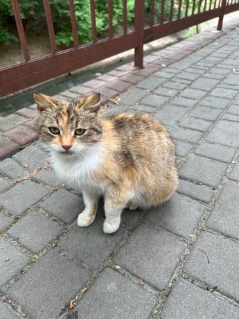 Безпритульна кішка, Ласка