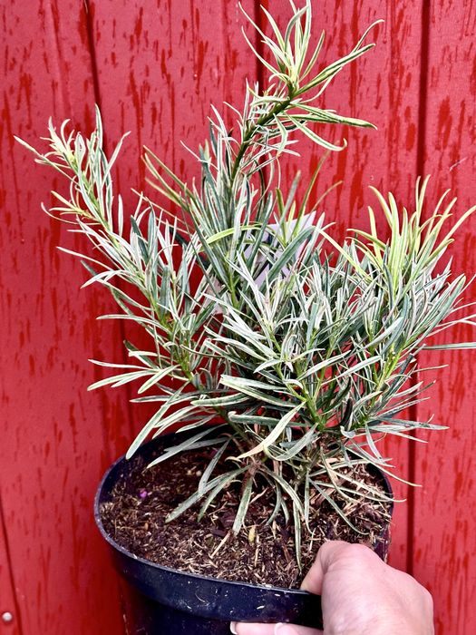 Хвойні Рослини. Доставка по Україні.