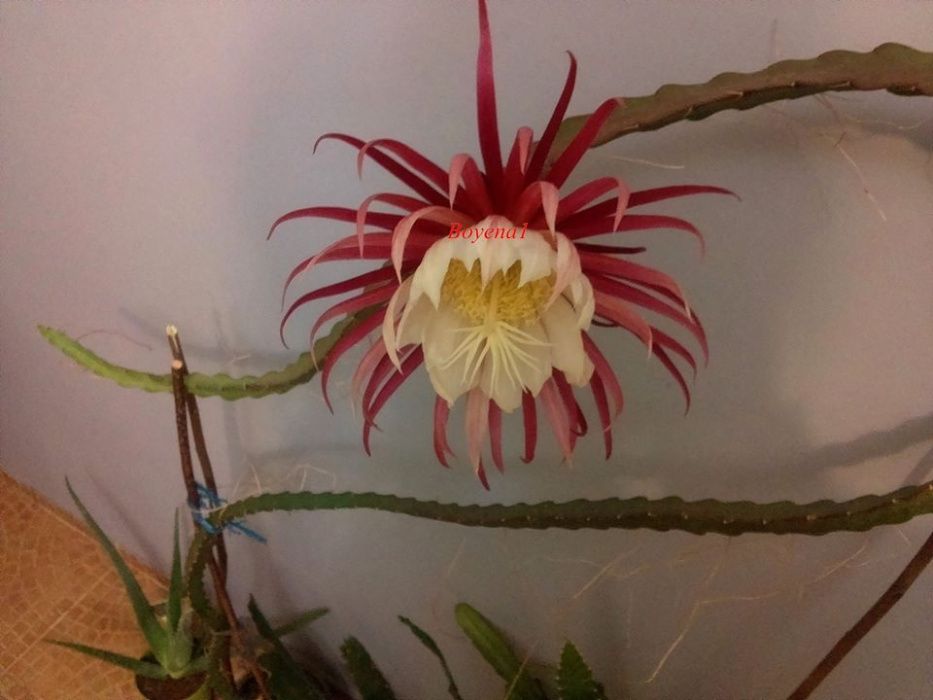 EPIPHYLLUM "MM" nowość w Polsce ! ( 14 )