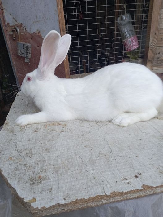 Кролики самцы рабочие Термоны.