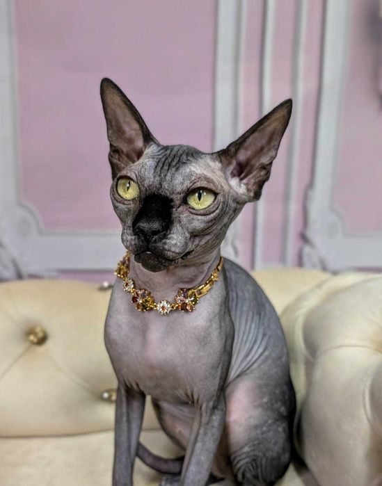 Nela Sfinks Kanadyjski Urocza dziewczynka Rosyjska krew