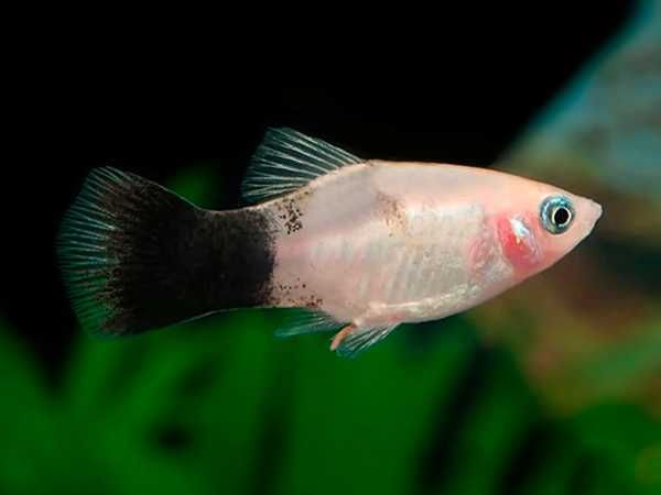 Zmienniak plamisty - Platka - Platynka - ODMIANA BICOLOR PANDA