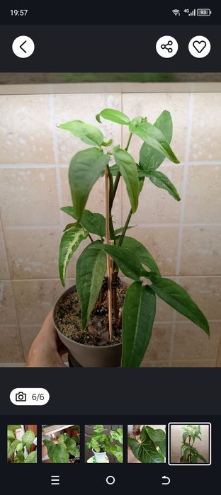 Продам сингониумы(5 видов)