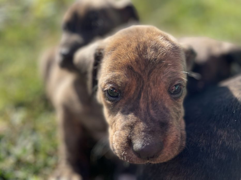 щенята підбуля