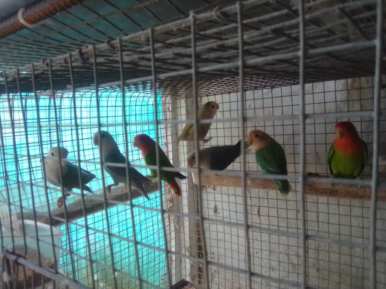 Várias aves psitacídeos