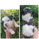 Shih tzu z genem czekoladowym suczka/piesek