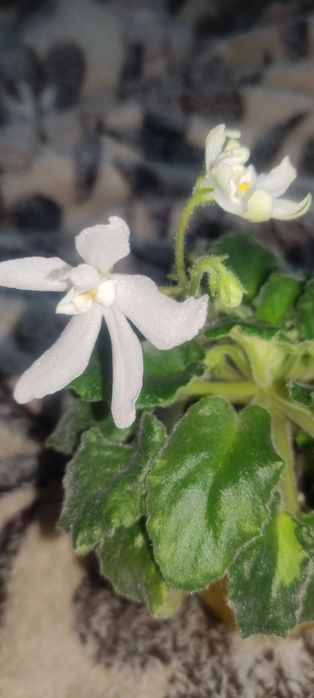 Фіалки дорослі та дітки