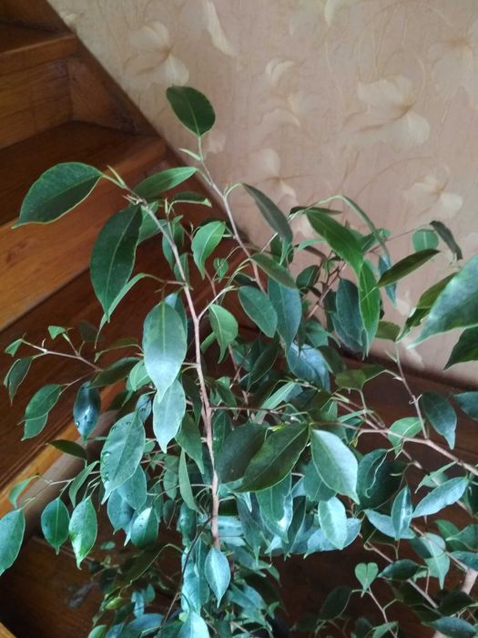 Фікус Бенджаміна, 105 см з горщиком