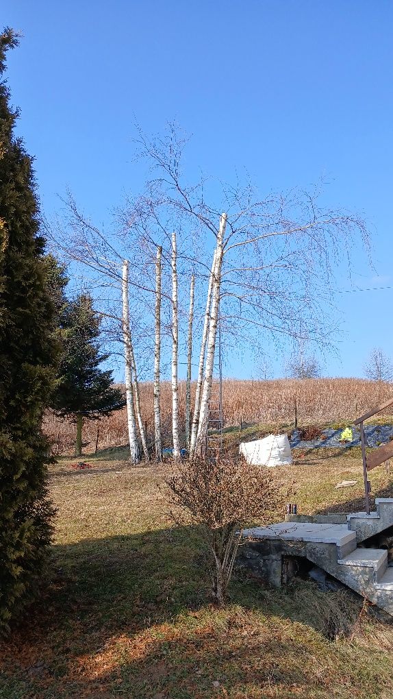 Usługi ogrodnicze, utrzymanie ogrodów, wycinka drzew.