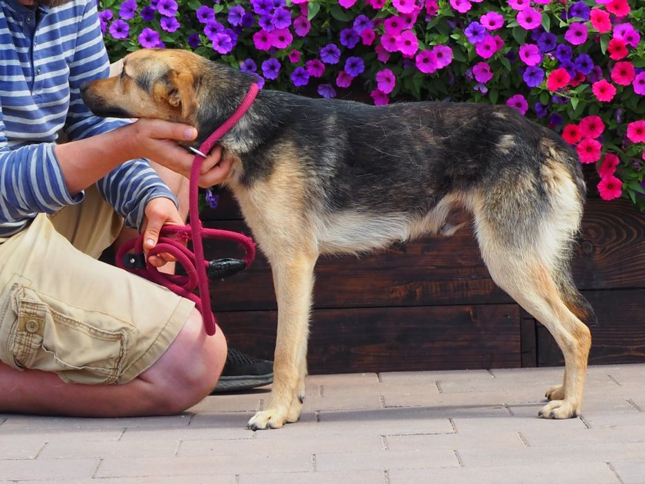 Młodziutki pies Frik szuka swego domu