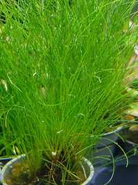 Rośliny akwariowe/roślina do akwarium/trawnik/Eleocharis Acicularis