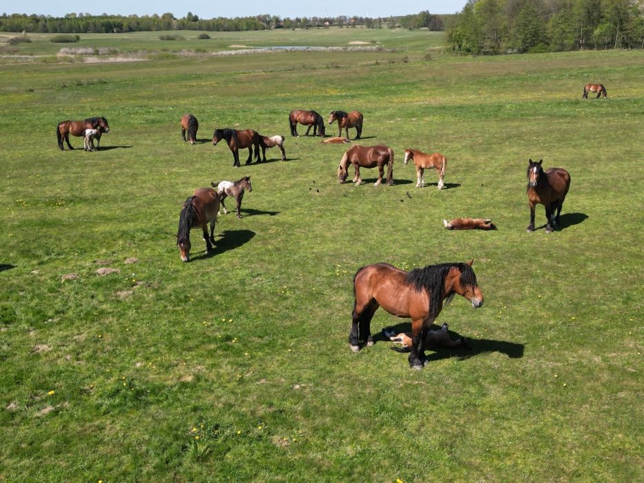 Klacz rasy zimnokrwistej