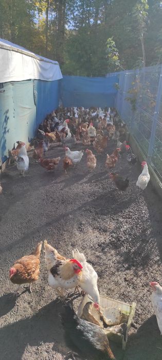 Kury nioski młode 24 tygodnie