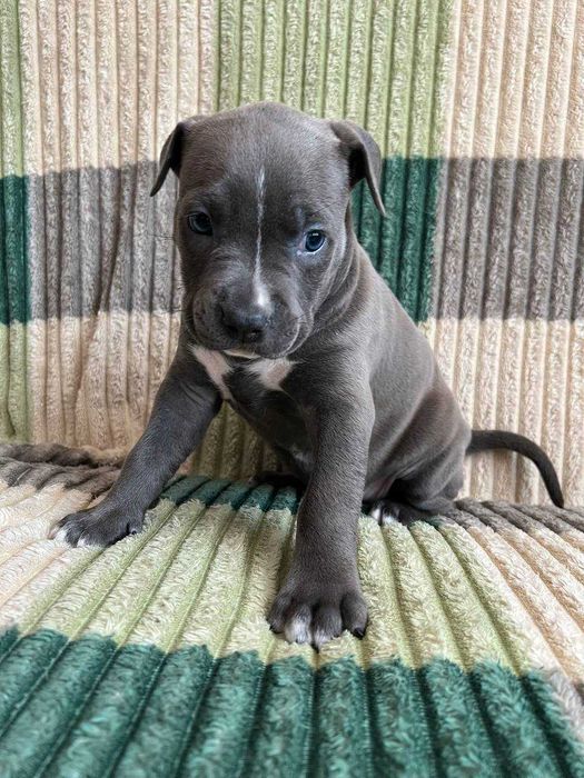 Амстаф, чорно-білі та сірі з гарним родоводом