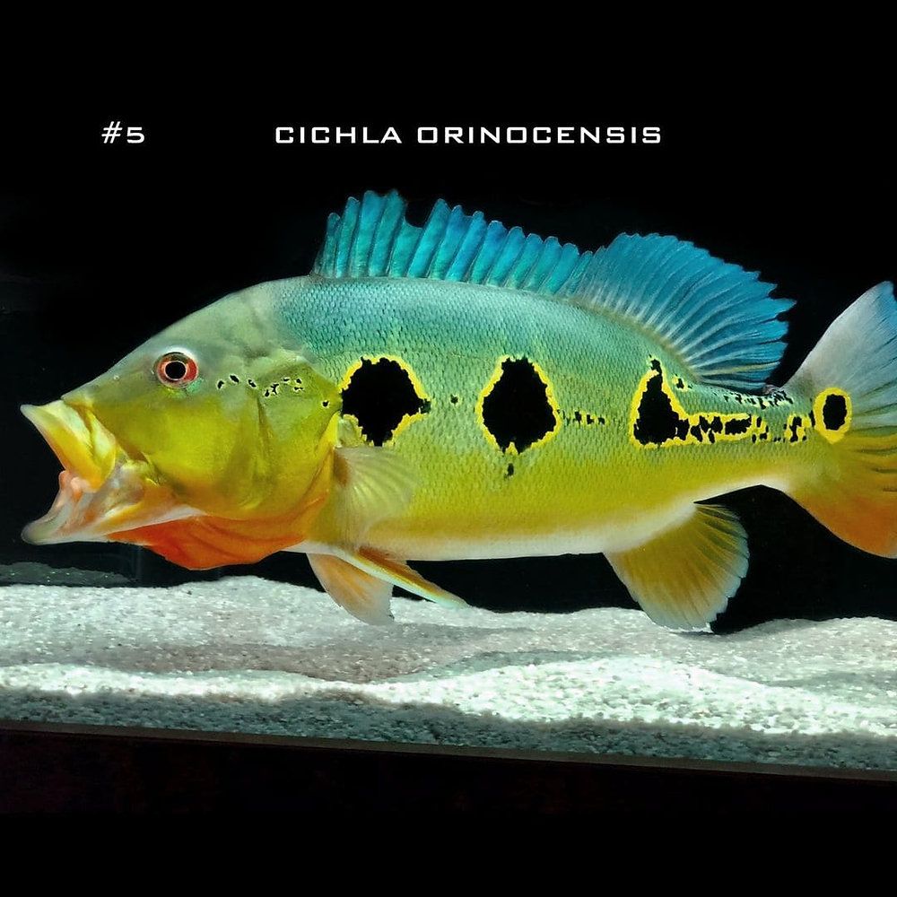 Cichla brokopondo / orinocensis