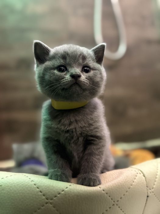 Kot brytyjski prosto uchy z rodowodem