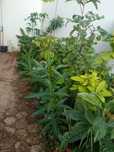 Vendo várias plantas