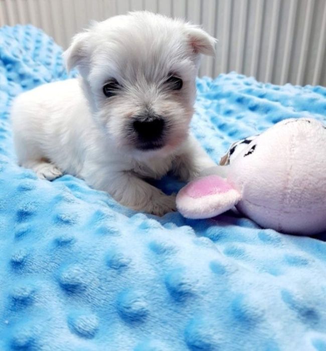 West White Terrier maluszki