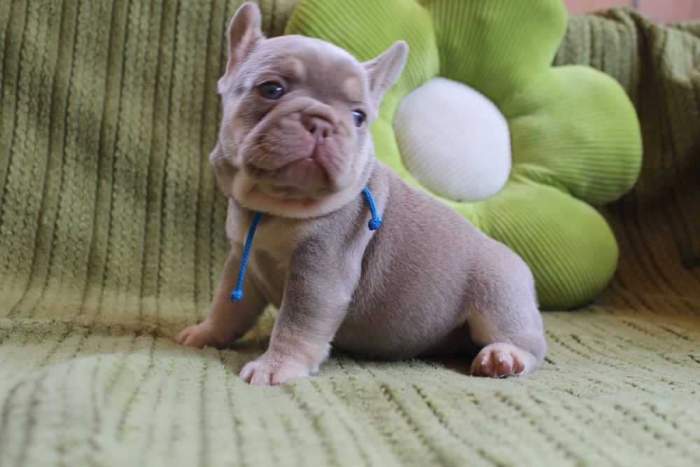 Хлопчик Ізабелла Нью шейд тан супер якість