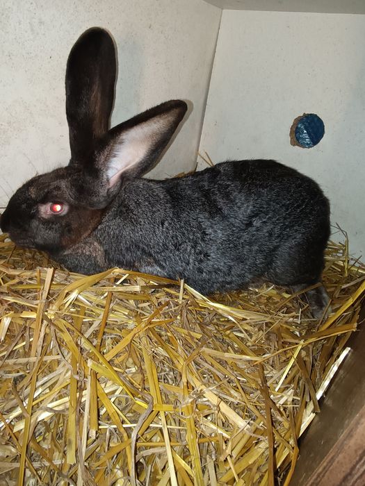 Królik hodowlany
