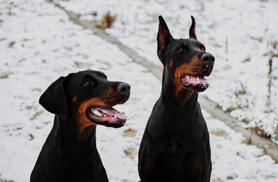 Doberman FCI-zapowiedź miotu
