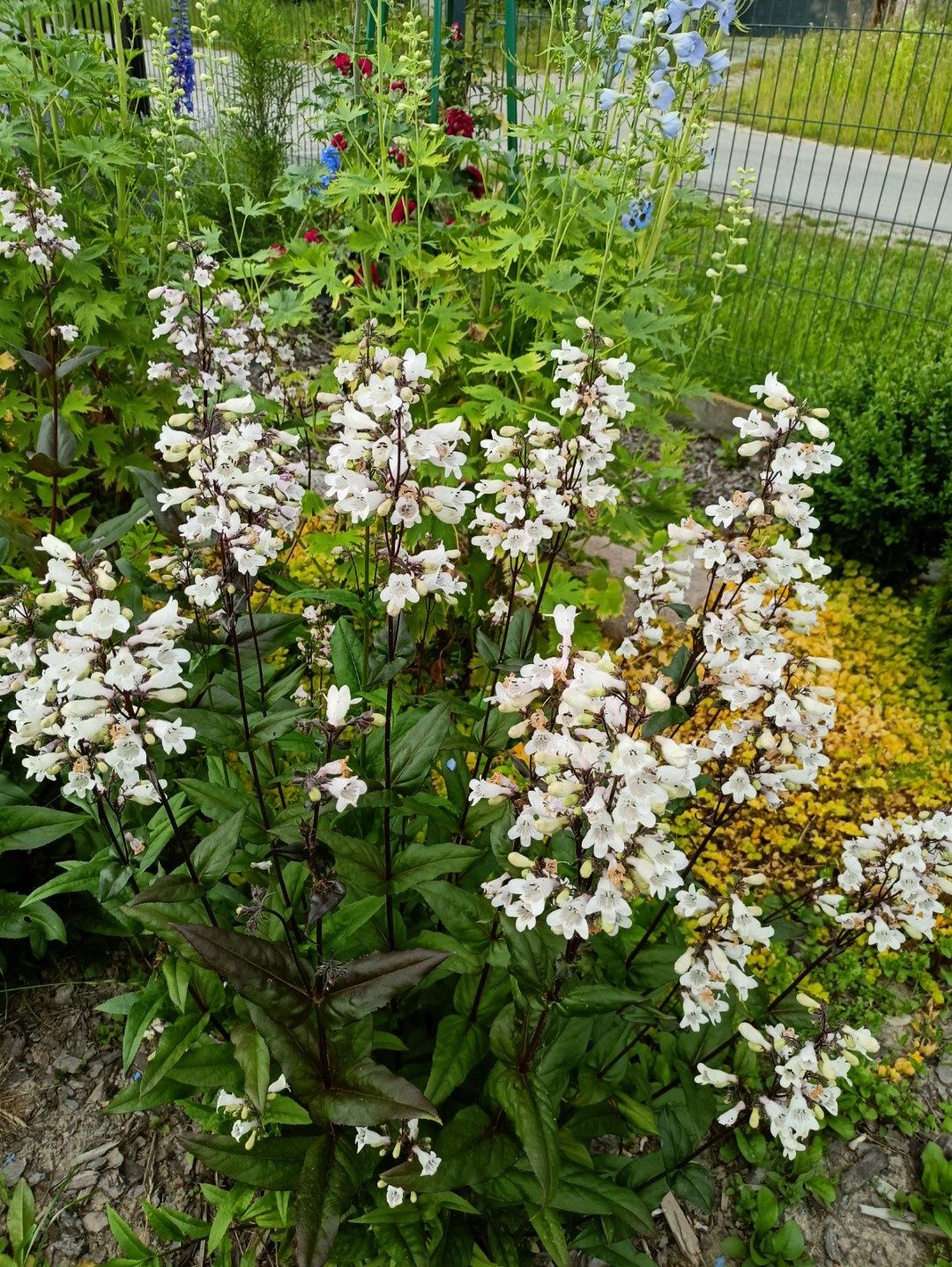 Penstemon palczasty i jeżówka