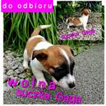 Cudna Gaga !!! Jack Russell Terrier krótkie nózki  RODZICE W HODOWLI