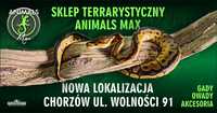 Szarańcza wędrowna - Locusta migratoria