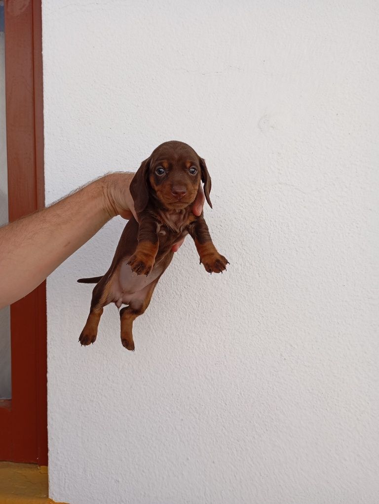 Teckel  miniatura fêmea foto atual