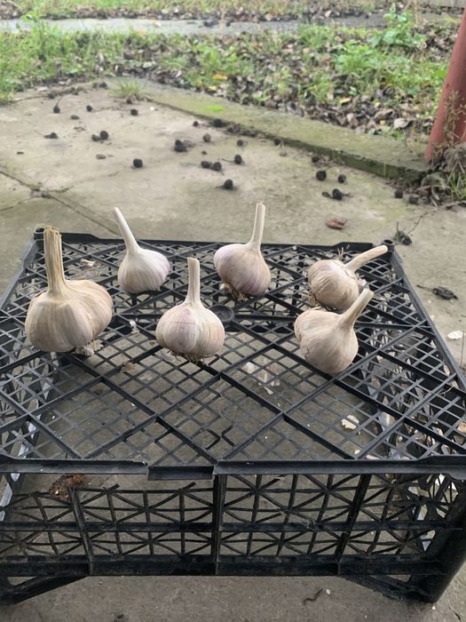 Продам часник озимий сорт Любаша