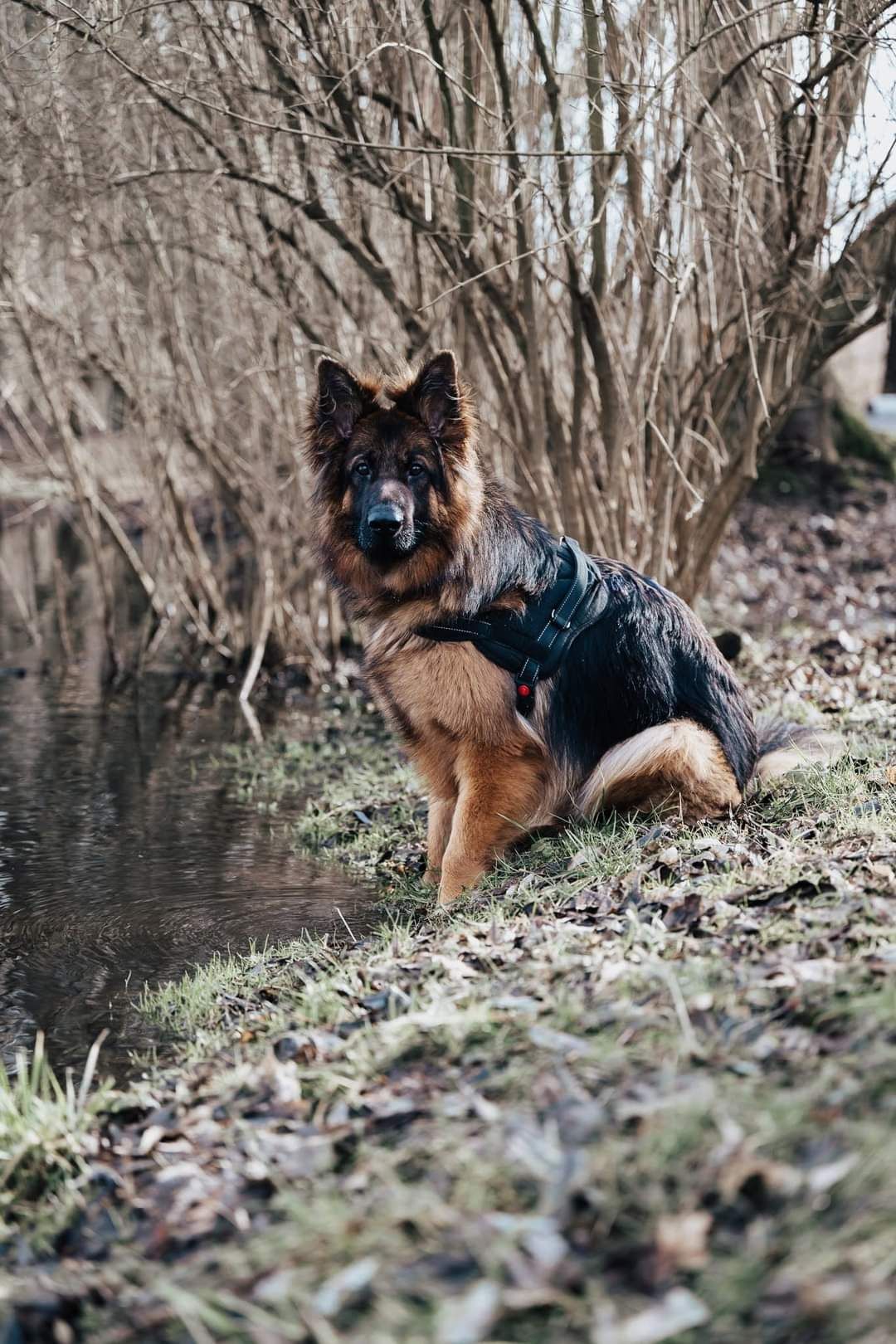 Młoda ONka Hera do adopcji!