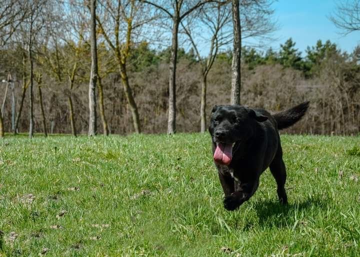 Młody, proludzki psiak w typie Labradora szuka DOMU! Adoptuj!