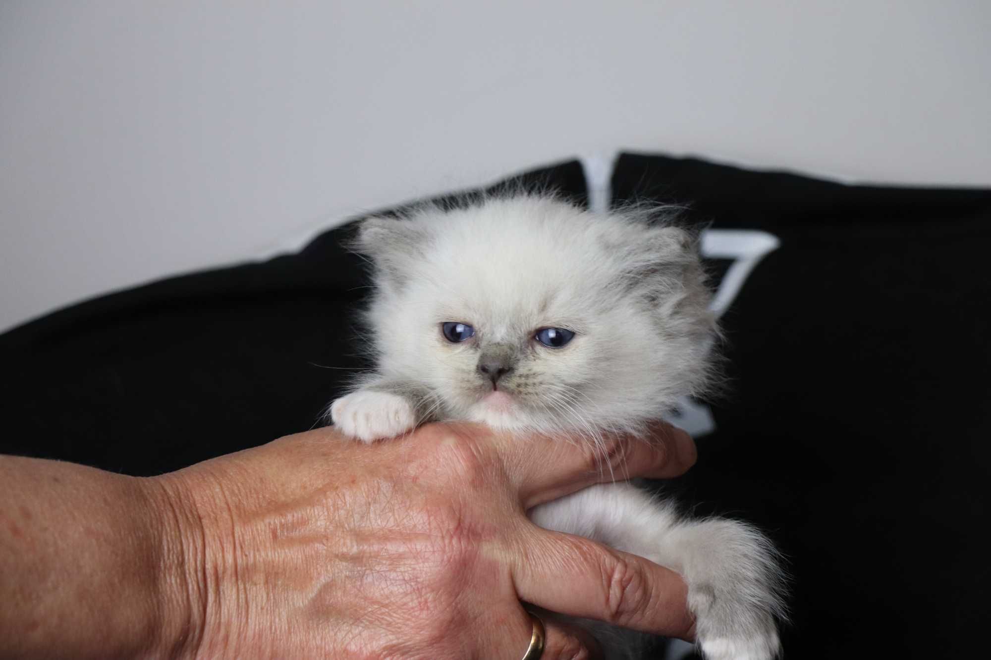 kociakk rasy ragdoll