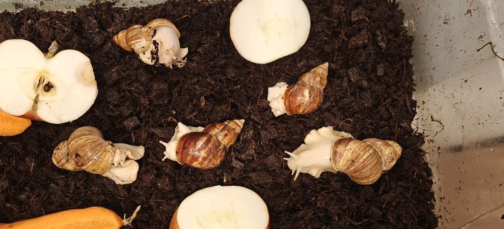 Slimaki afrykańskie