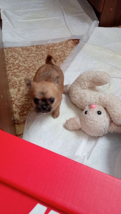 Продам міні чіхуахуа