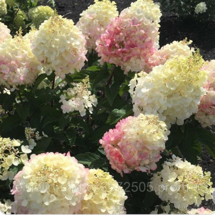 Клематис,Гортензия, гибискус розы,лилии бересклет самшит малина смород