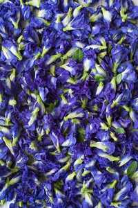 Chá Azul Flor Butterfly pea (Clitoria ternatea)