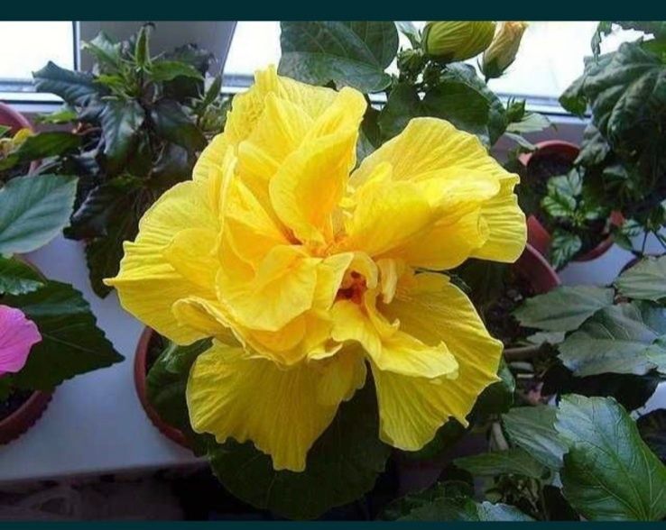 Гибискус с/с комнатные махровые