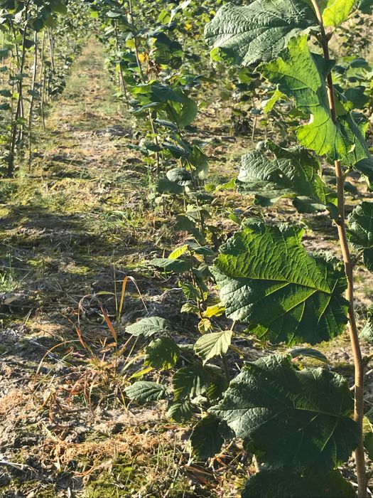 Саджанці фундука Каталонський,Барселонський,