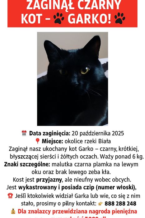 Zginął czarny kot. Nagroda 5000 zł.