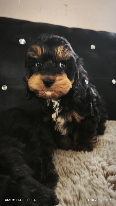 Cokapoo, cocapoo, cavapoo Gofer