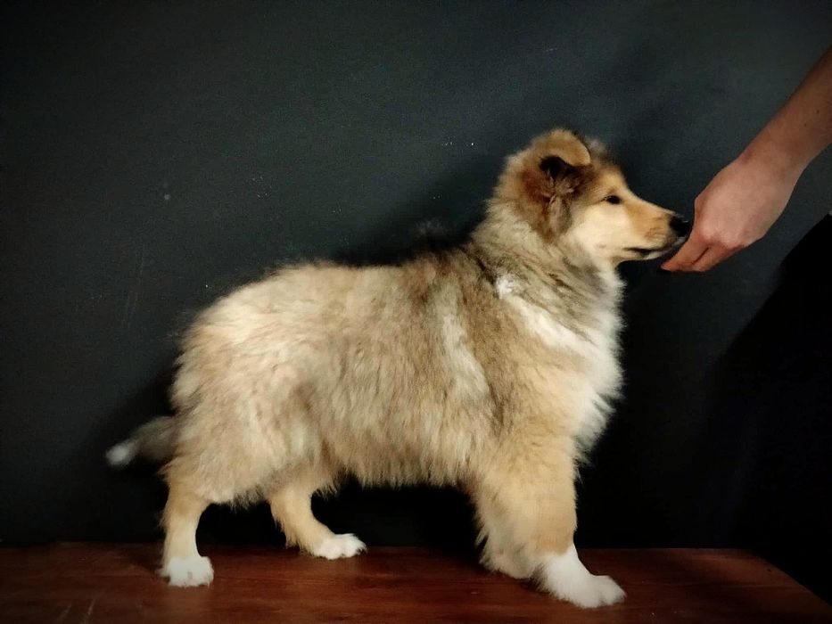 Owczarek szkocki długowłosy FCI