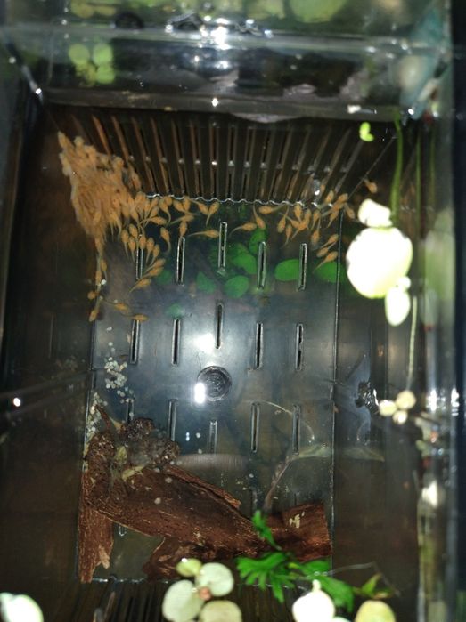 Glonojad super Red ancistrusy zbrojniki zbrojaski