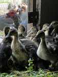 Patos mudos jovens