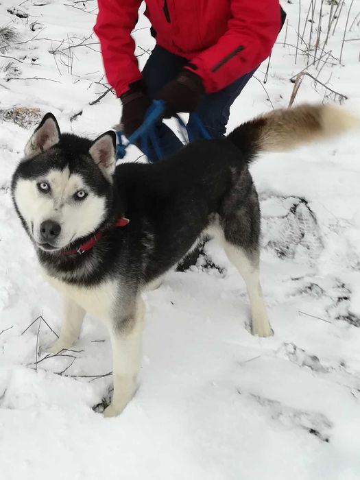 Piękny* Młody Samiec* Syberian Husky* Mądry * Kontaktowy*