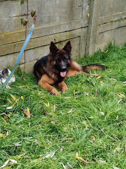 Owczarek Niemiecki Długowłosy m