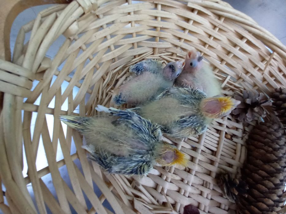Caturras para criar a mão