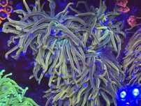Euphyllia hg dragon tamer morskie