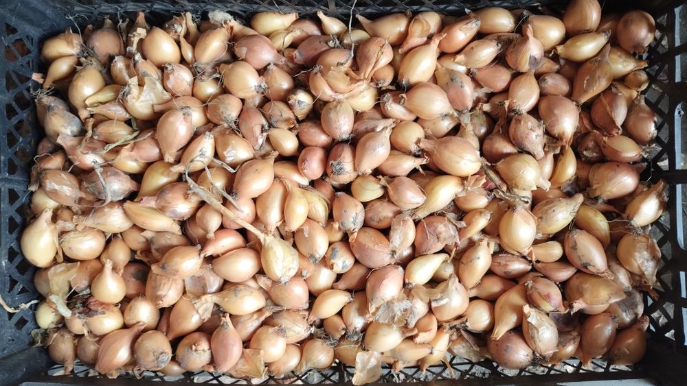 Цибуля кущовка на посадку
